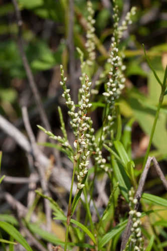 Persicaria hydropiperoides #5